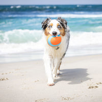 A fluffy dog with a speckled coat joyfully carries a Chuckit! Amphibious Mega Ball by Chuckit in its mouth, strolling along a sandy beach as ocean waves crash behind them, showcasing the playful spirit of water-loving canines.