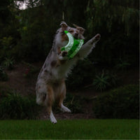 A dog leaps on a grassy lawn, gripping the Chuckit! Max Glow Flying Fetch Squirrel from Chuckit in its mouth against a backdrop of blurred greenery and a dim outdoor setting.