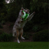 A dog leaps on a grassy lawn, gripping the Chuckit! Max Glow Flying Fetch Squirrel from Chuckit in its mouth against a backdrop of blurred greenery and a dim outdoor setting.