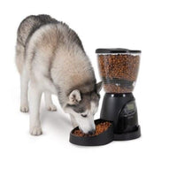 A husky eats brown kibble from an Aspen Pet Lebistro Programmable Food Dispenser. This black automatic feeder has a digital display and ensures portion control by dispensing food into a bowl against a plain white background.