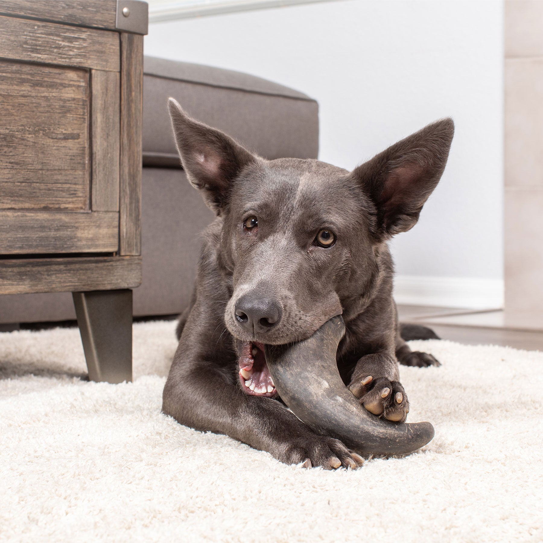 A dark gray dog with large ears lounges on a beige carpet, happily gnawing on a Wild Eats Water Buffalo Horn Medium. A wooden piece of furniture complements the scene, supported by a grain-free, single-source protein diet. In the background, theres a cozy gray couch.