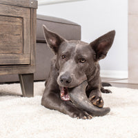 A dark gray dog with large ears lounges on a beige carpet, happily gnawing on a Wild Eats Water Buffalo Horn Medium. A wooden piece of furniture complements the scene, supported by a grain-free, single-source protein diet. In the background, theres a cozy gray couch.