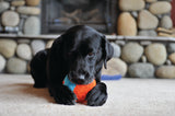 A black dog lies on a carpet, gently holding a Chuckit Indoor Shaker plush ball by Chuckit in its mouth. Behind the dog is a stone fireplace with round stones, adding to the cozy atmosphere.