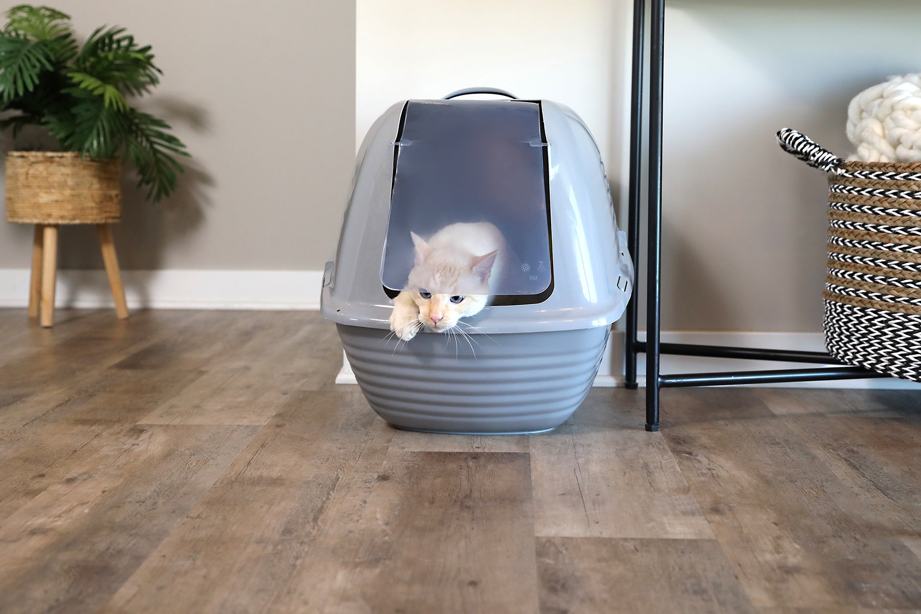 A cream-colored cat peeks from an Arm & Hammer Hooded Wave Litter Box, which ensures odor control with antimicrobial protection. The room has wooden flooring, a plant in a wicker basket, and a woven basket on a shelf, creating a cozy and clean ambiance.