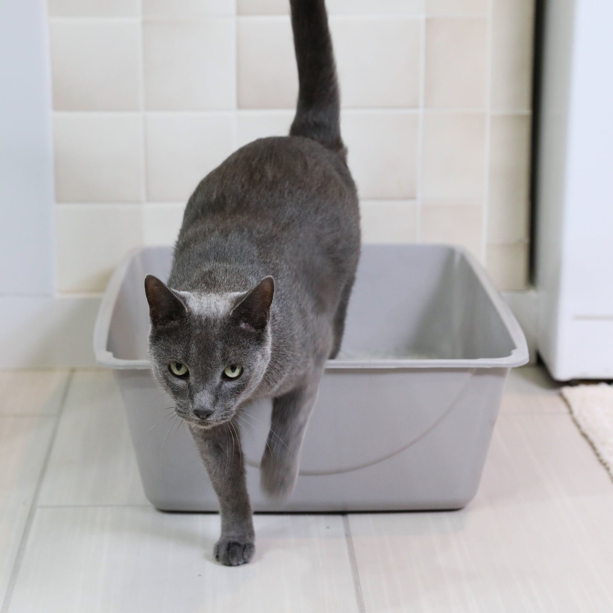 A gray cat steps out of a Petmate Basic Litter Box, crafted with EcoTech™ resin in an open-top design. The box rests on a tiled floor against a beige wall. The cat, with its tail raised and wearing a focused expression, exudes curiosity.