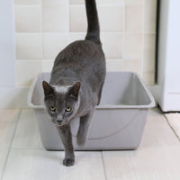 A gray cat steps out of a Petmate Basic Litter Box, crafted with EcoTech™ resin in an open-top design. The box rests on a tiled floor against a beige wall. The cat, with its tail raised and wearing a focused expression, exudes curiosity.