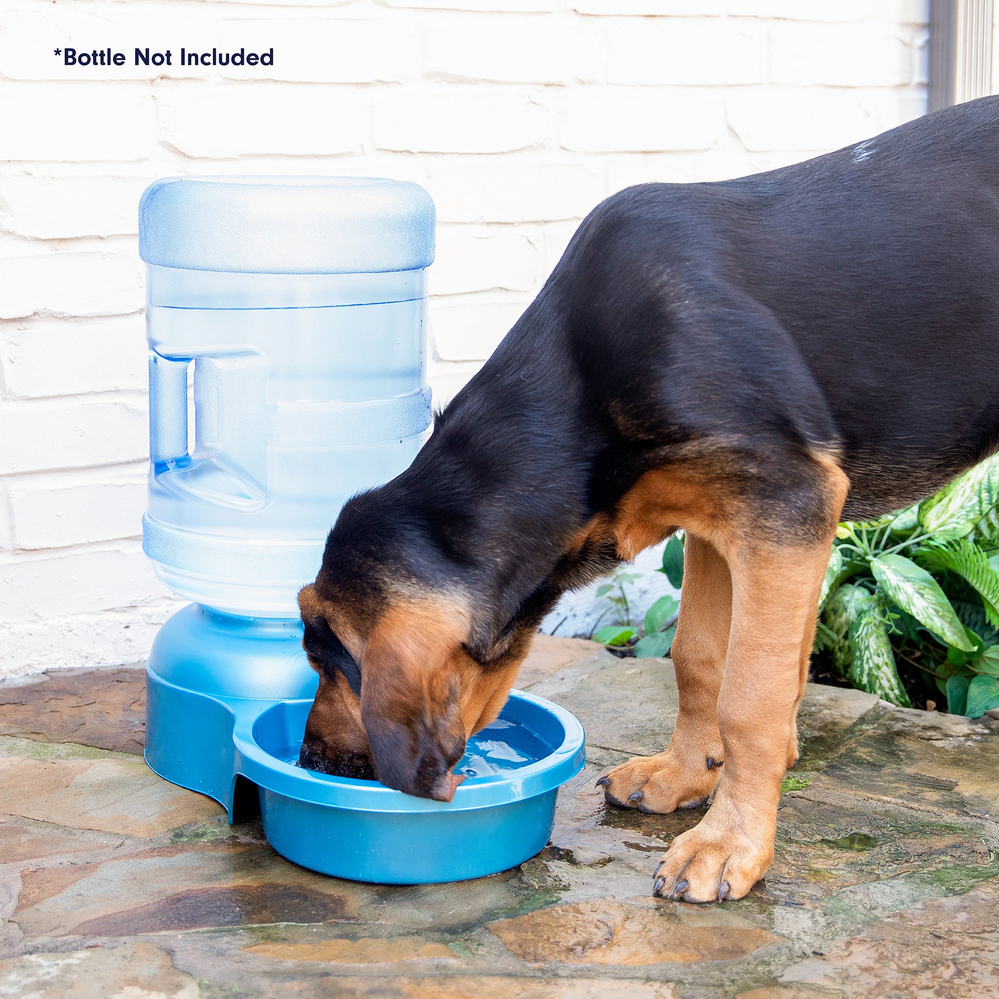 A black and tan dog drinks from a Petmate Big Blue Bowl on a patio. The bowl features a large, clear bottle excellent for outdoor pet hydration. In the background, the wall and greenery are visible, with text reading, Bottle Not Included.
