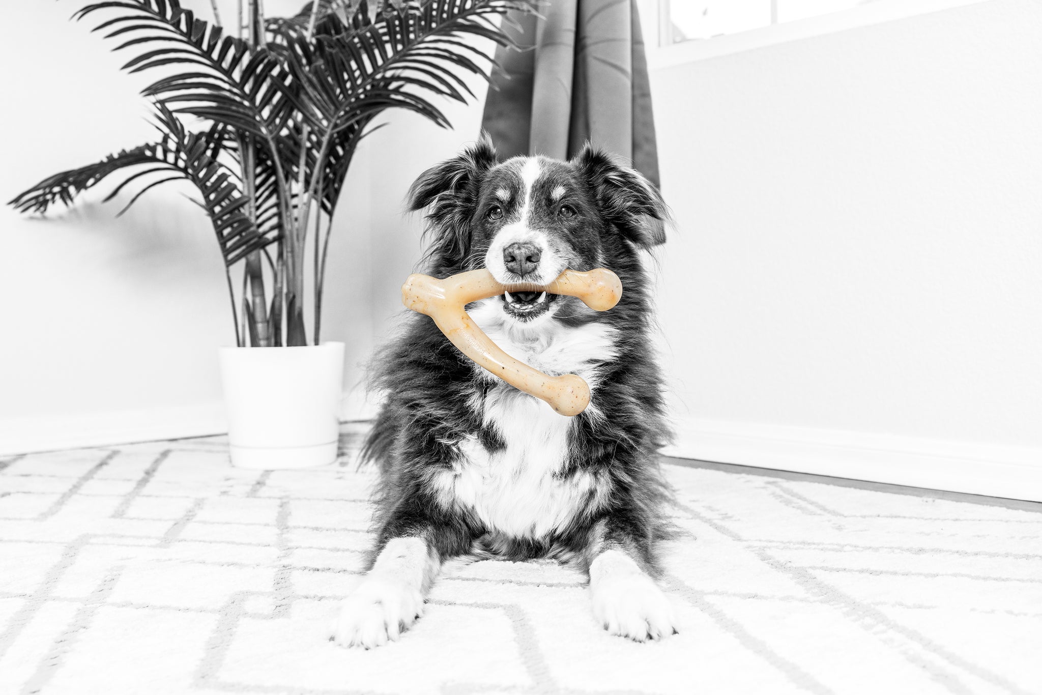 A black and white dog relaxes on a patterned rug, enjoying its Barkbone Natural Instincts Wishbone Bacon-Infused Nylon Dog Chew. In the background, a potted plant sits near a window with softly flowing curtains.