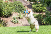 A dog with a fluffy coat joyfully jumps on a grassy lawn, expertly catching the Chuckit Giggle Fumble Fetch ball. This interactive toy from Chuckit adds excitement to the sunny backdrop of leafy greenery and shrubs.