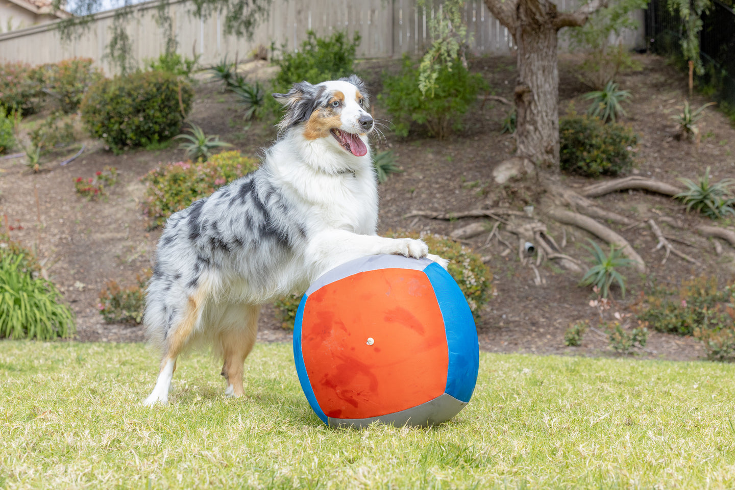 An Australian Shepherd stands on grass with one paw on the Chuckit! Big Air Fetch & Herding Ball Dog Toy by Chuckit—ideal for herding breeds—in a backyard with trees and bushes in the background.