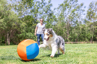 A fluffy dog with white, grey, and black fur plays with the Chuckit! Big Air Fetch & Herding Ball Dog Toy by Chuckit on green grass, while a person in sunglasses and casual clothes watches nearby. Trees and blue sky are visible.