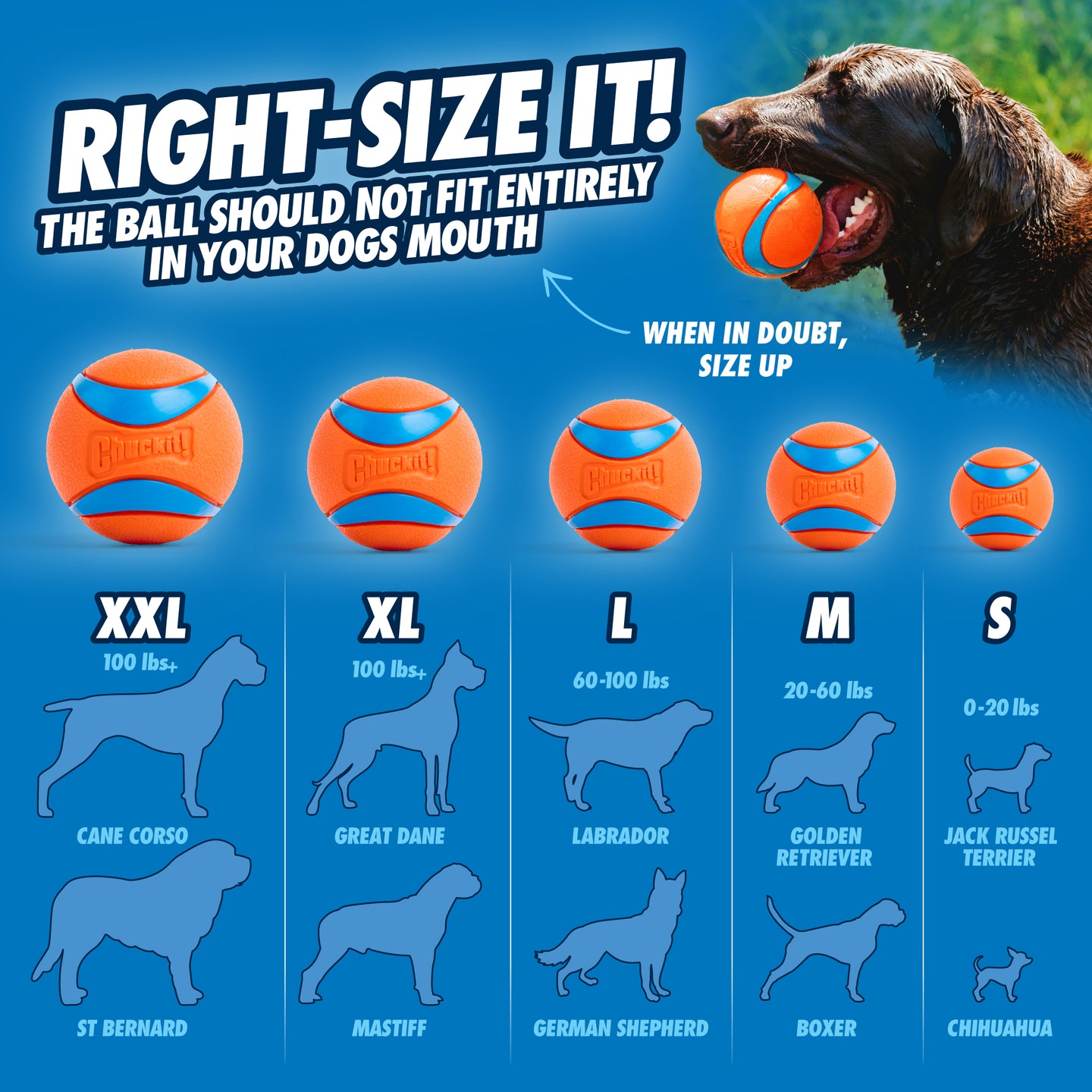 The Chuckit! Ultra Ball Dog Toy size guide includes five sizes: XXL, XL, L, M, and S. Illustrations of breeds like Cane Corso and Chihuahua suggest sizing. An image shows a dog with the durable ball boasting high bounce qualities to emphasize its perfect fit for your pet.