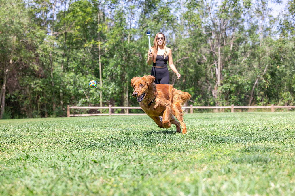 How to Train Your Dog in 2026: A Practical, Step-by-Step Guide