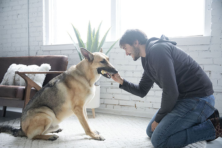 National Dog Week: 7 Fun Ways to Celebrate with Your Pup