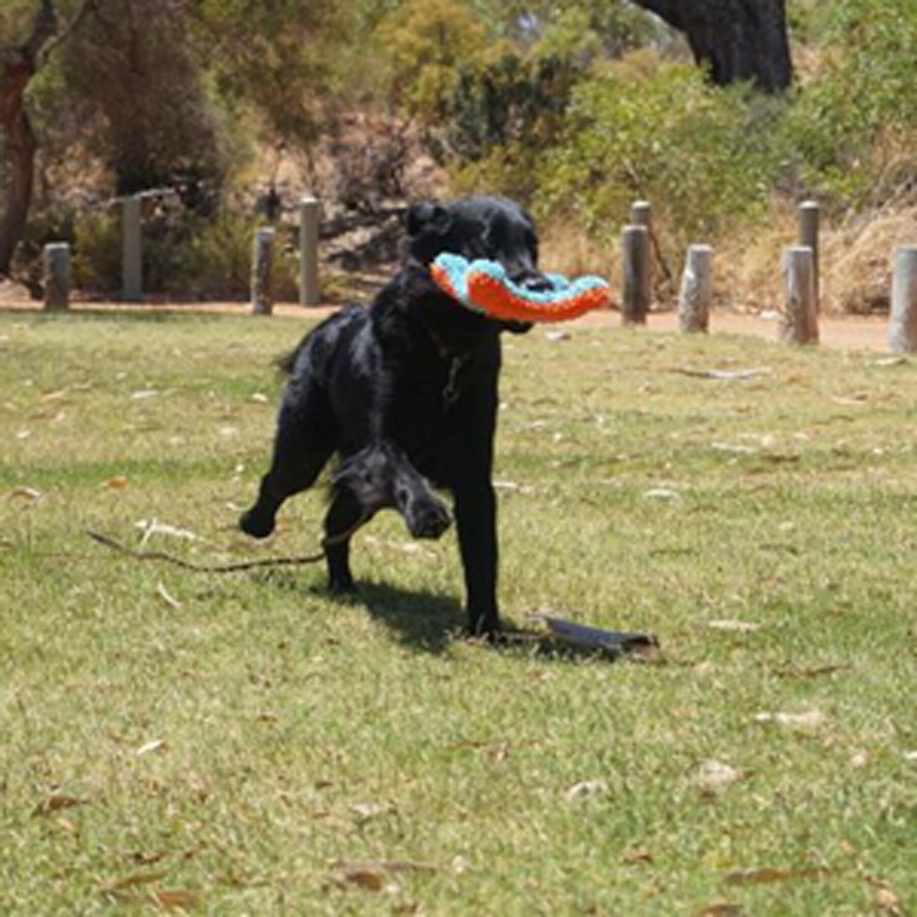A black dog happily runs on grass, gripping a colorful Chuckit! Indoor Flying Squirrel from Chuckit, made of textured chenille fabric, with trees and wooden posts visible in the background.