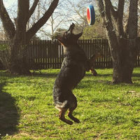 In a sunny backyard, a dog leaps mid-air to catch a Chuckit Fetch Wheel Dog Toy, renowned for its durability. Trees and a wooden fence form the backdrop as the red, blue, and white frisbee sails through the air.
