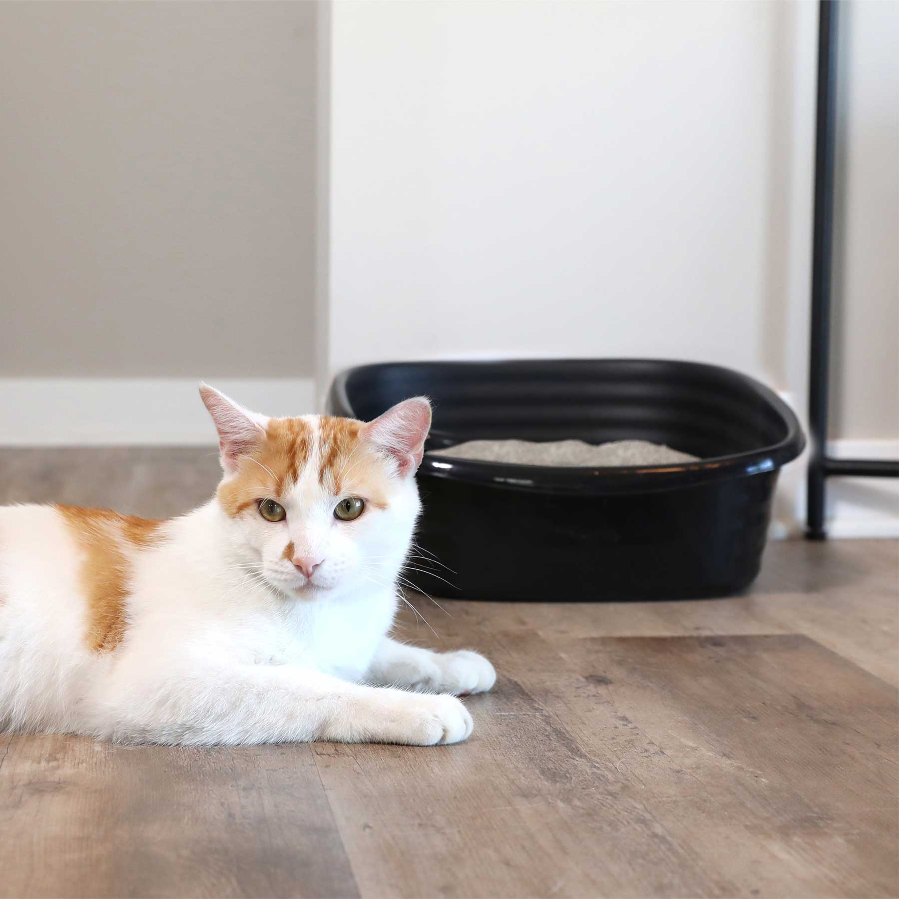 A white and orange cat lies on a wooden floor near a black Arm & Hammer SimplyRecycled Wave Litter Box filled with sand. White walls surround the room, and part of a table leg is visible.