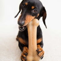 A black and tan dachshund playfully chews a BarkBone Natural Instincts Bacon-Infused Nylon Dog Chew. The dogs bright eyes show its joy, highlighting the toys durability for endless fun against a plain white background.