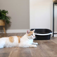 A white and orange cat relaxes on a wooden floor next to an Arm & Hammer sifting litter box. A potted plant adds greenery in the background, while part of a table peeks in on the right.