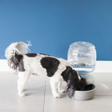 A black and white dog eagerly drinks from a Petmate Replendish Pet Waterer With Microban on a tiled floor, set against a plain blue wall for a calming atmosphere, ensuring safe, fresh hydration.