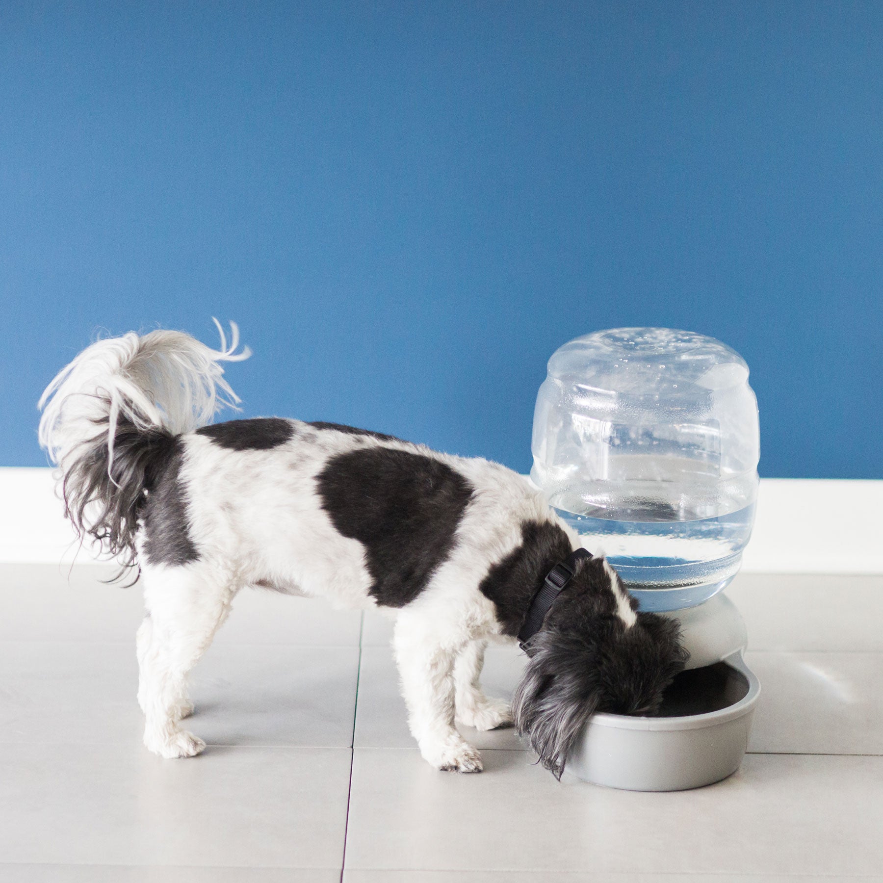 A black and white dog eagerly drinks from a Petmate Replendish Pet Waterer With Microban on a tiled floor, set against a plain blue wall for a calming atmosphere, ensuring safe, fresh hydration.