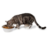 A striped cat with white paws eats from a rust-resistant Petmate Stainless Steel Bowl filled with dry cat food. The hygienic bowl is on a white surface, and the cats tail is slightly curved.