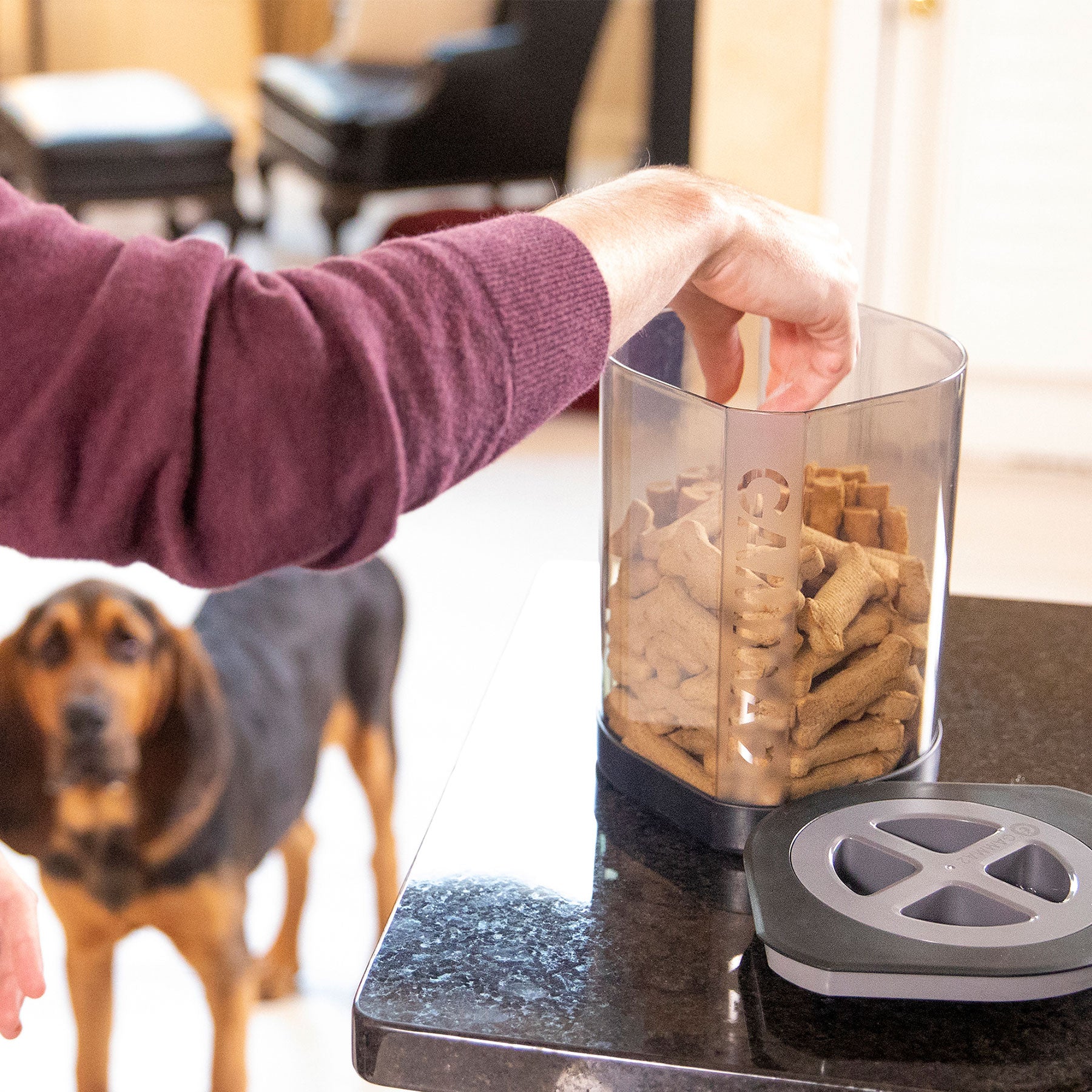 Someone in a maroon sweater reaches into an open, transparent Vittles Vault Little Vittles Storage Container filled with dog biscuits on a black countertop. A brown and black dog stands in the background, eyeing the container eagerly.